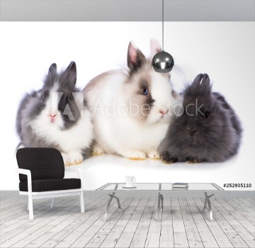 Picture of Three dwarf rabbits side by side